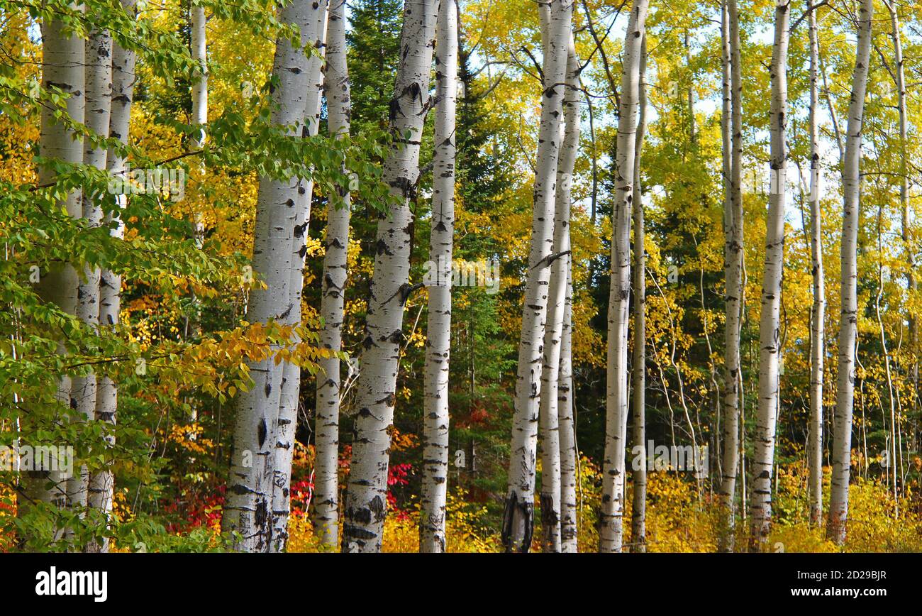 White barked trees with golden leaves and evergreens in Northern Ontario, Canada Stock Photo