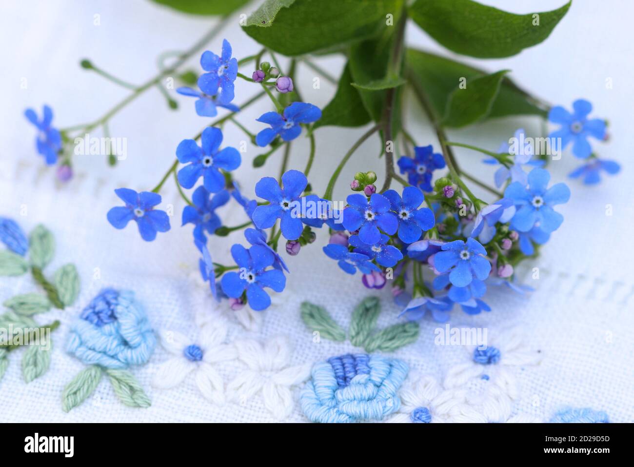 blue creeping forget me not flowers macro Stock Photo