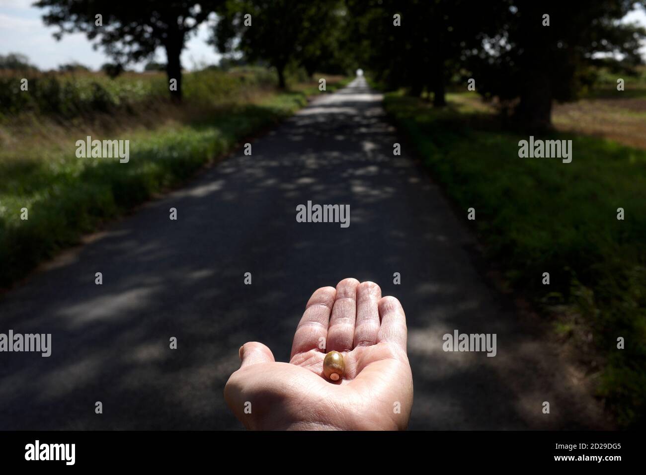 An outstretched hand holding a single acorn on a country lane Stock Photo