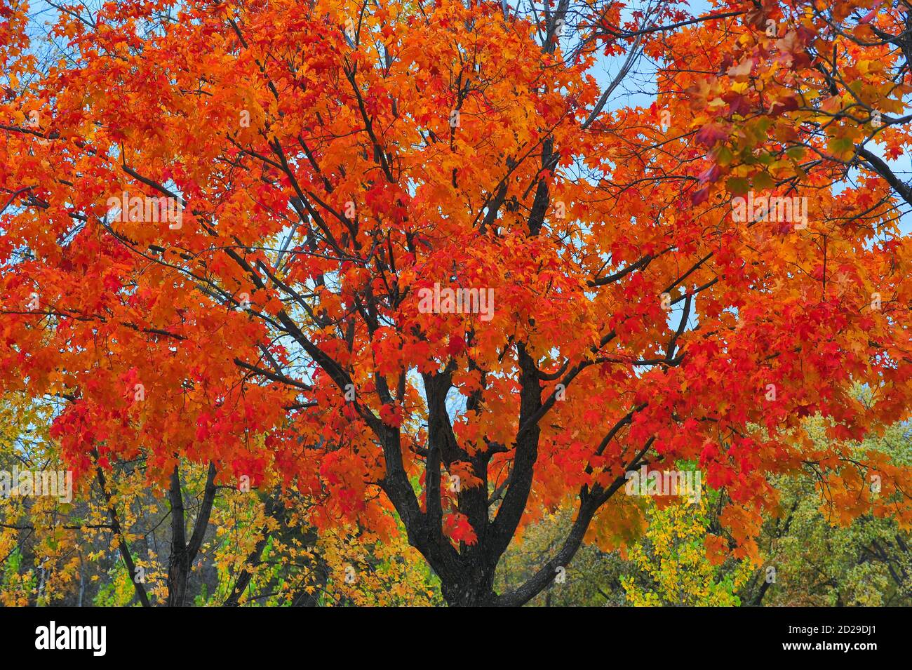 Red maple trees are at cleaning air of pollution hires stock