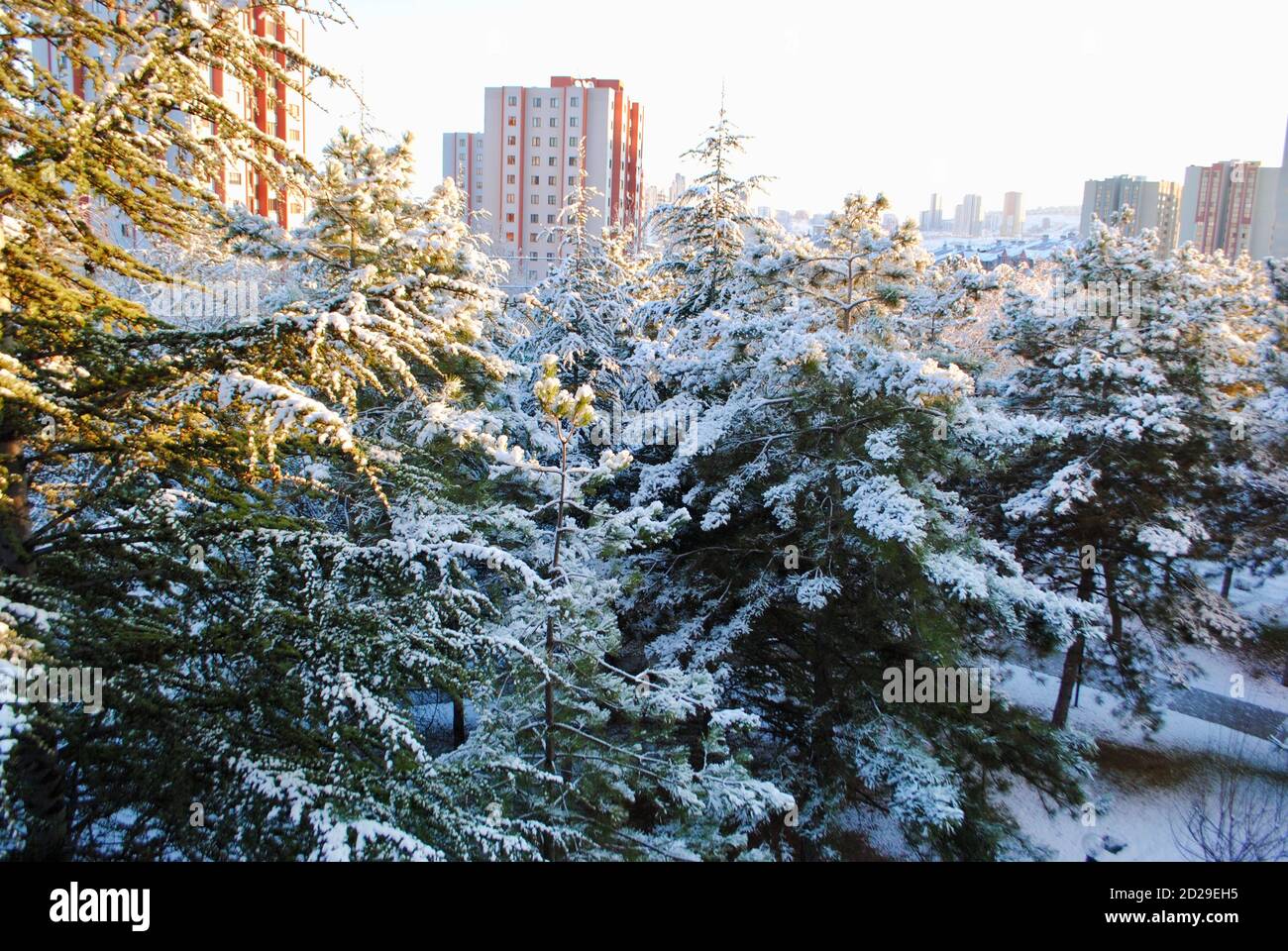 Panoramic view of tall spruce and pine trees covered with snow in the woods against sunrise in a neighborhood with tall buildings in the beginning of Stock Photo