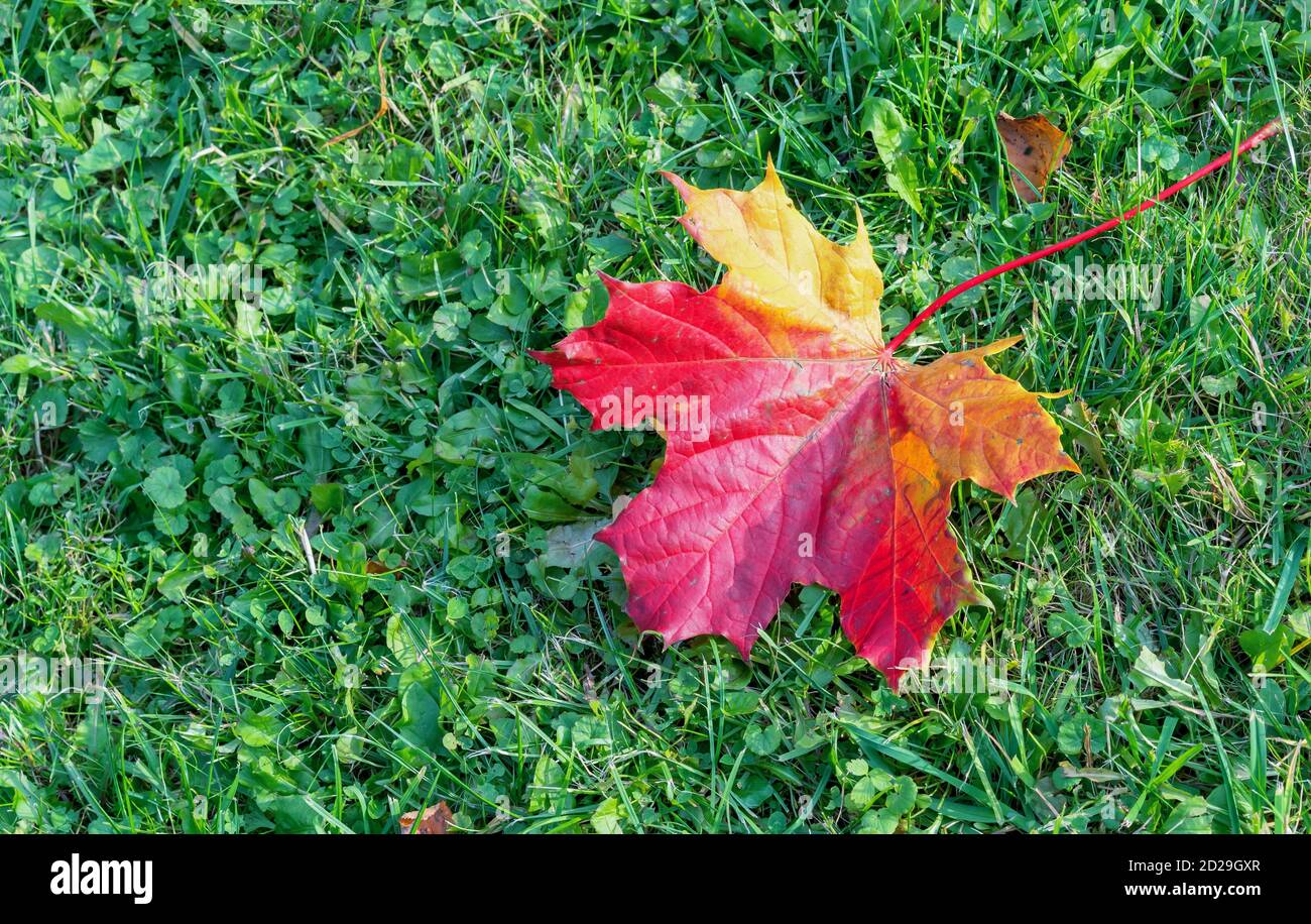 Yellow red maple leaf hi-res stock photography and images - Alamy