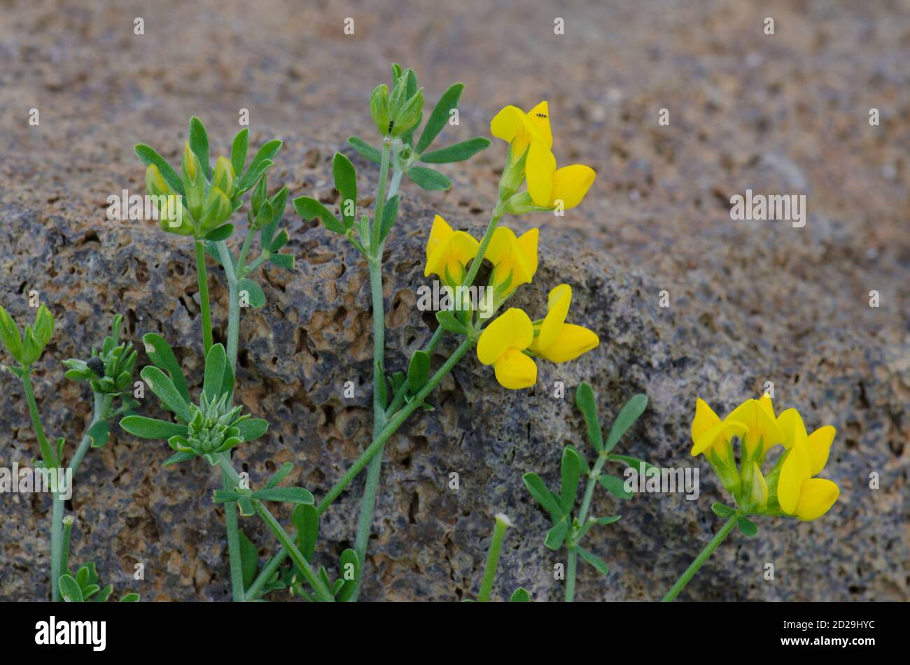 Plant Lotus tenellus in flower. Ingenio. Gran Canaria. Canary Islands. Spain. Stock Photo