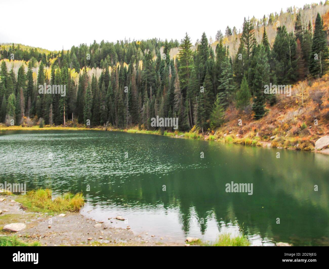 The Pine forest on the shores of Oowah Lake, in the La Sal Mountains, Utah, USA, on an cold Autumn Morning Stock Photo