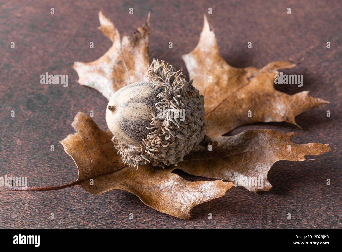 Oak Acorn on an Oak Leaf Stock Photo