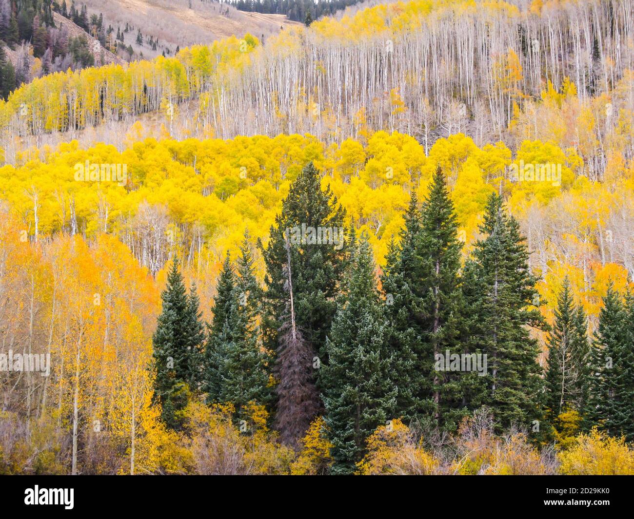 The slopes of the La Sal Mountains of Utah, USA, coverd in fall forests of yellow colored quaking aspen, and evergreen, Douglas-firs, Stock Photo