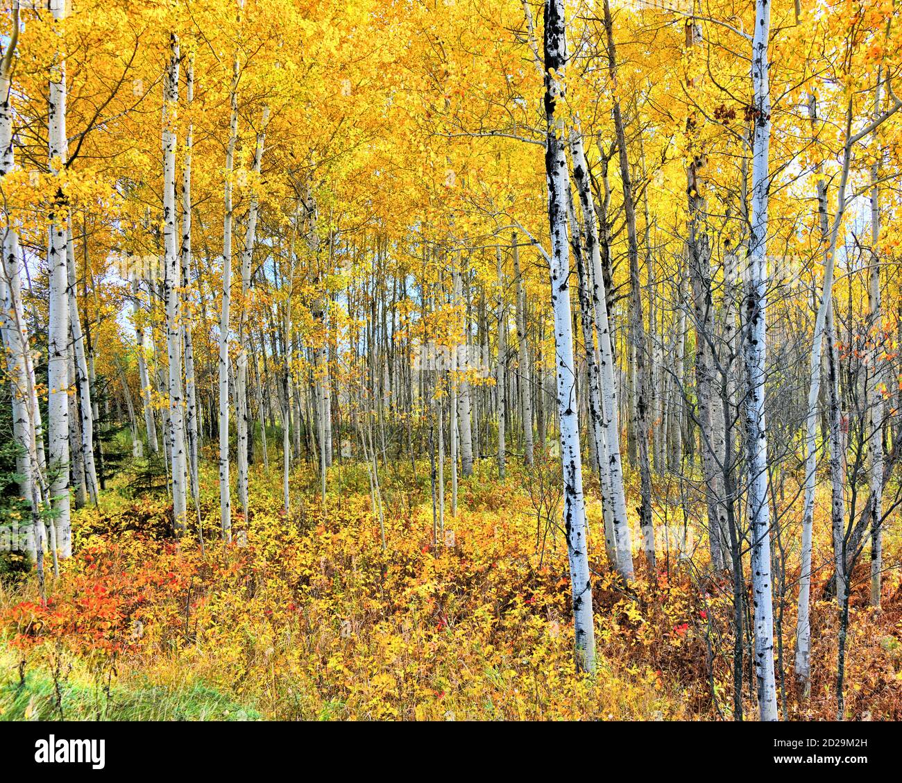Golden leaves and the white bark of birch trees show the fall beauty of a birch tree forest, in Ontario Canada. Stock Photo