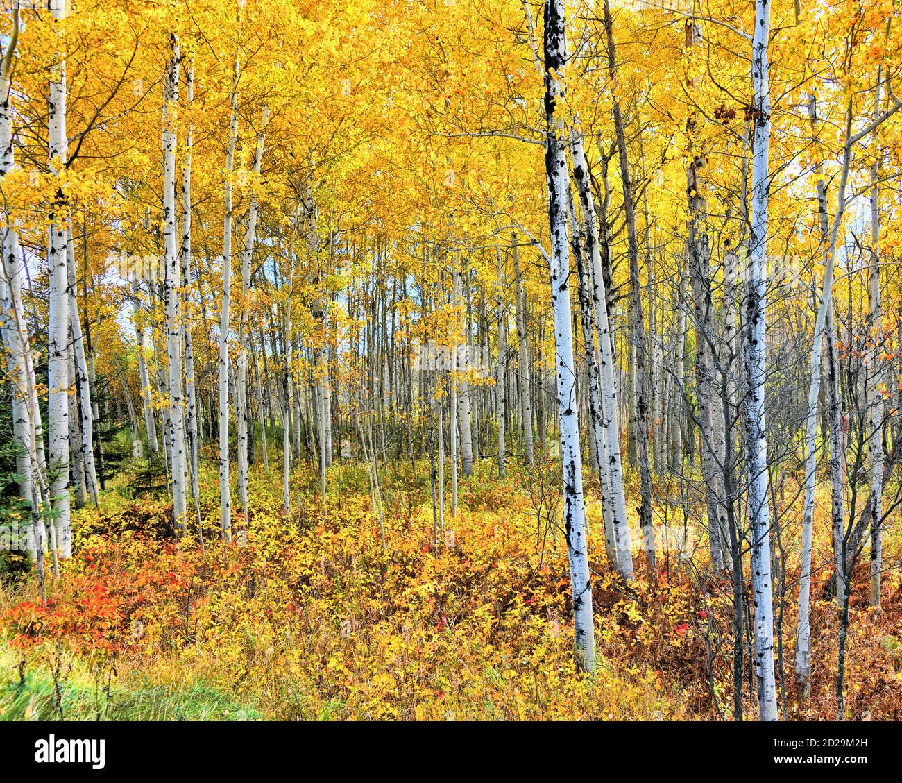 Golden Leaves And The White Bark Of Birch Trees Show The Fall Beauty Of 