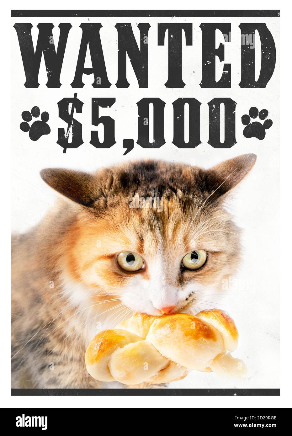 Pet themed wanted poster, mockup.  A cat bandit stealing food with text 'wanted $5000'. Western font with distressed texture on font and background. Stock Photo