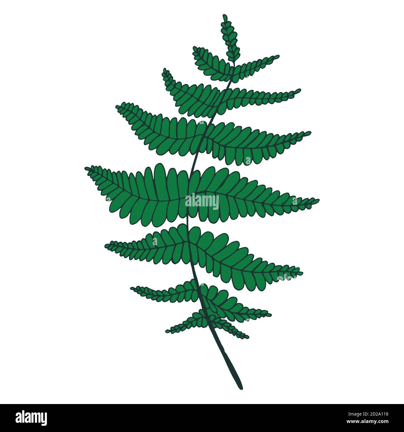 Fern leaflet Stock Vector Images Alamy