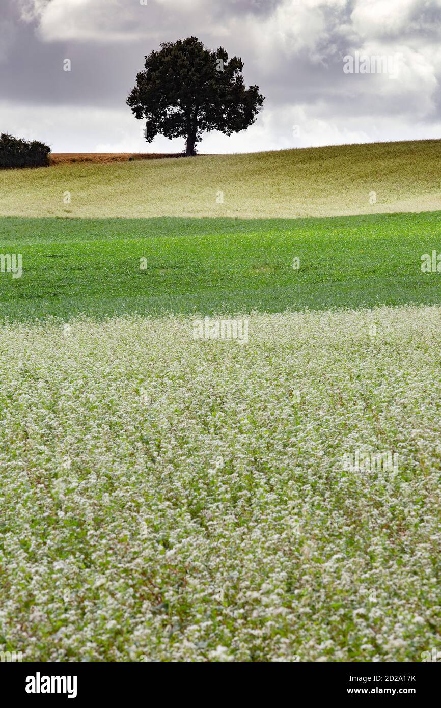 A farm landscape of gently rolling hills that are typical of The Gers region of South West France. the crop nearest the camera is buckwheat (sarrasin) Stock Photo