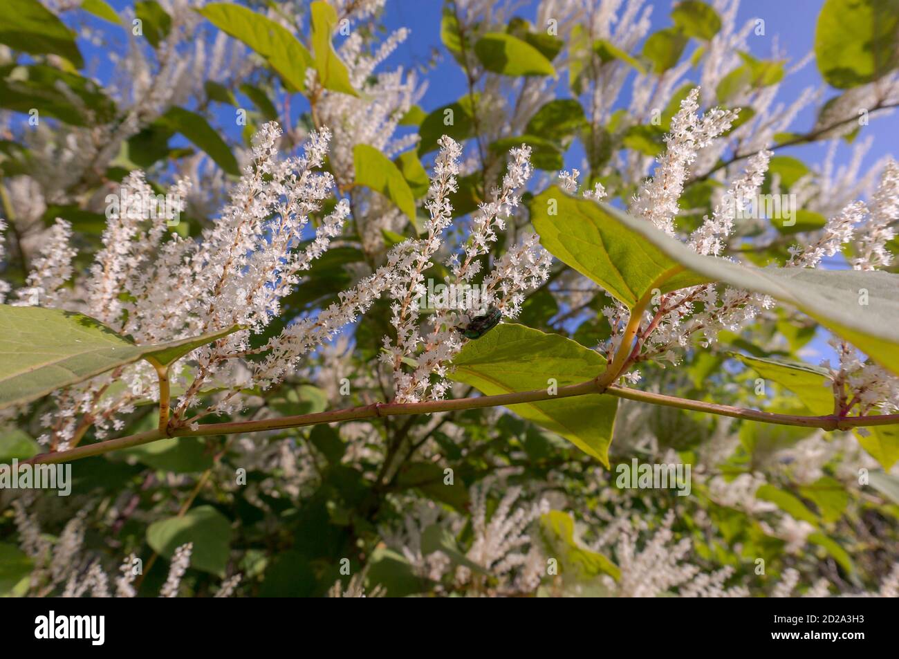 a flowering ornamental shrub with white flowers, Itea virginica shrub in autumn Stock Photo