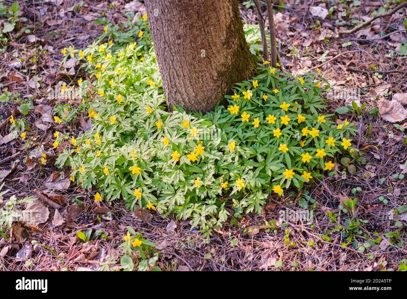 Yellow flowers around a tree in the park. Anemone ranunculoides is a plant in the Buttercup family, a species of the genus anemone. Stock Photo