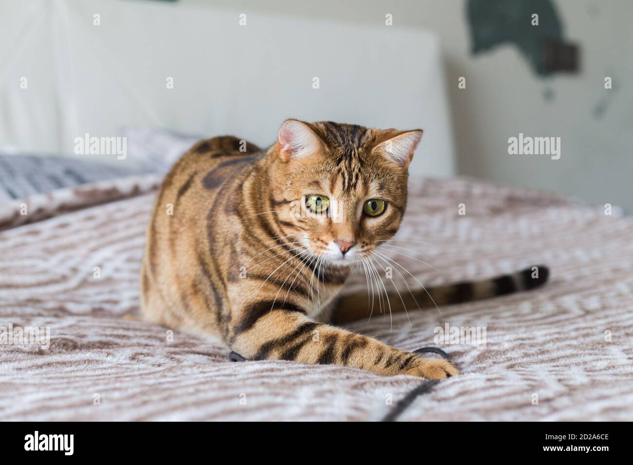 Closeup of a cute Bengal cat lying on a bed under the lights Stock ...
