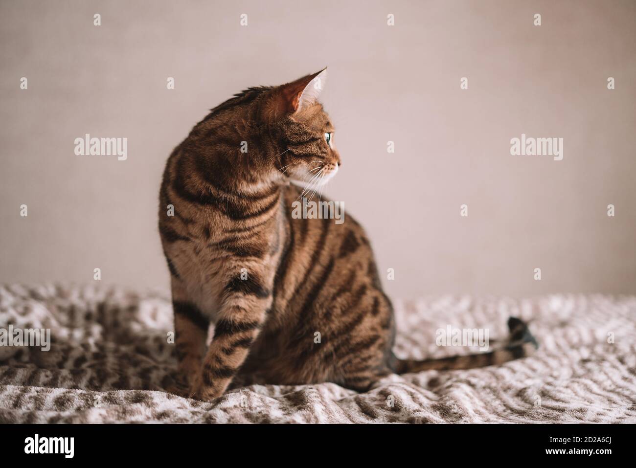 Closeup of a domestic Bengal cat sitting on a bed under the lights ...
