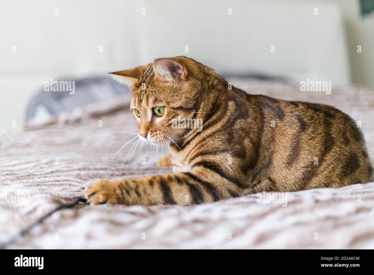 Closeup of a cute Bengal cat lying on a bed under the lights Stock ...