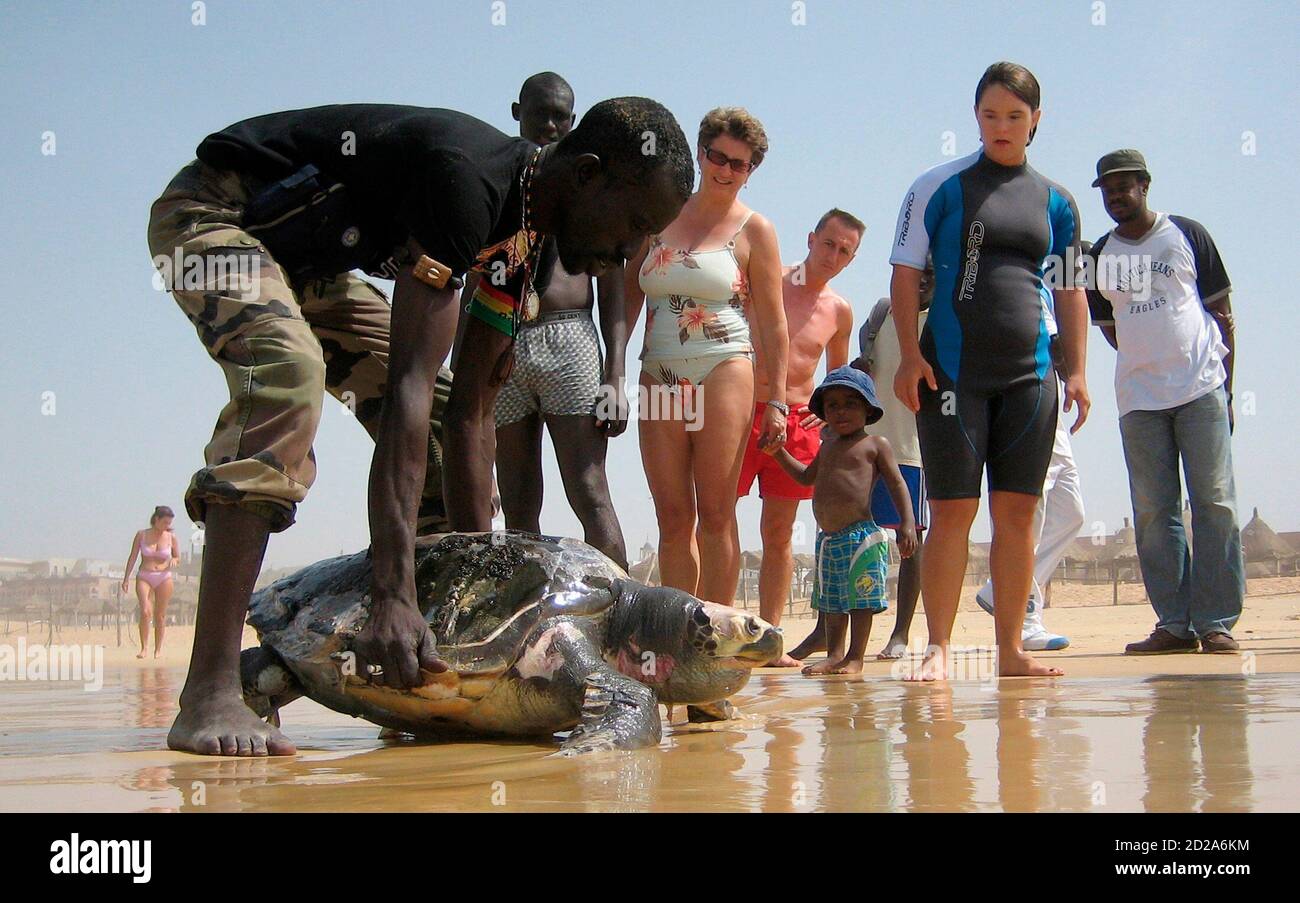 A man picks a dead sea turtle in front of onlookers on the beach near the Senegalese capital Dakar, February 17,2008.  Urgent international efforts are needed to conserve West Africa's sea turtles, according to the Secretariat for the Convention on Migratory Species, an international treaty body linked to the United Nations Environment Programme.  West Africa holds some of the world's most important feeding and nesting sites, many of them under threat. REUTERS/Normand Blouin  (SENEGAL) Stock Photo