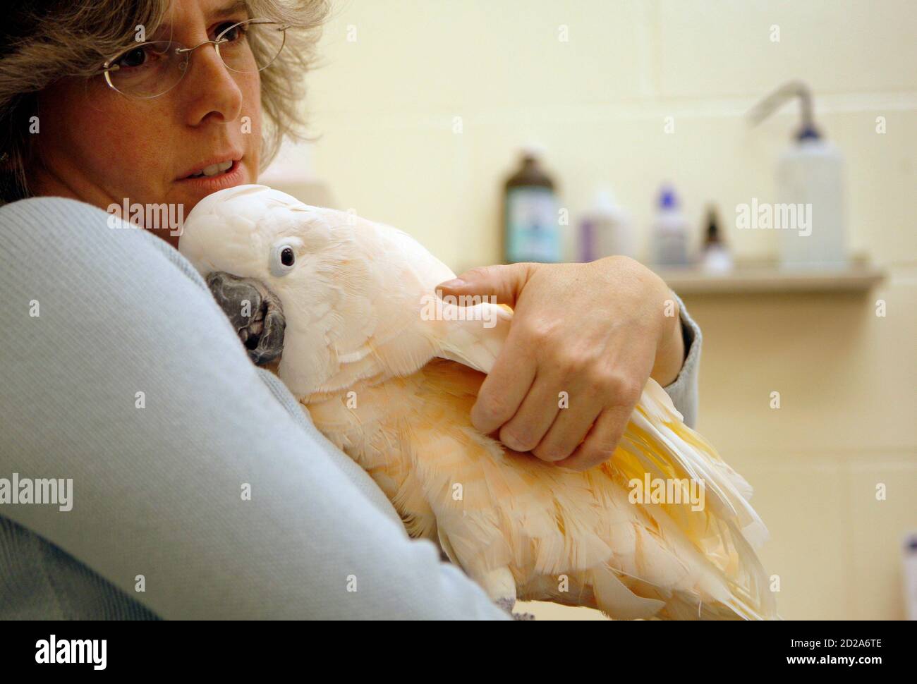 Animal medical center hi-res stock photography and images - Alamy
