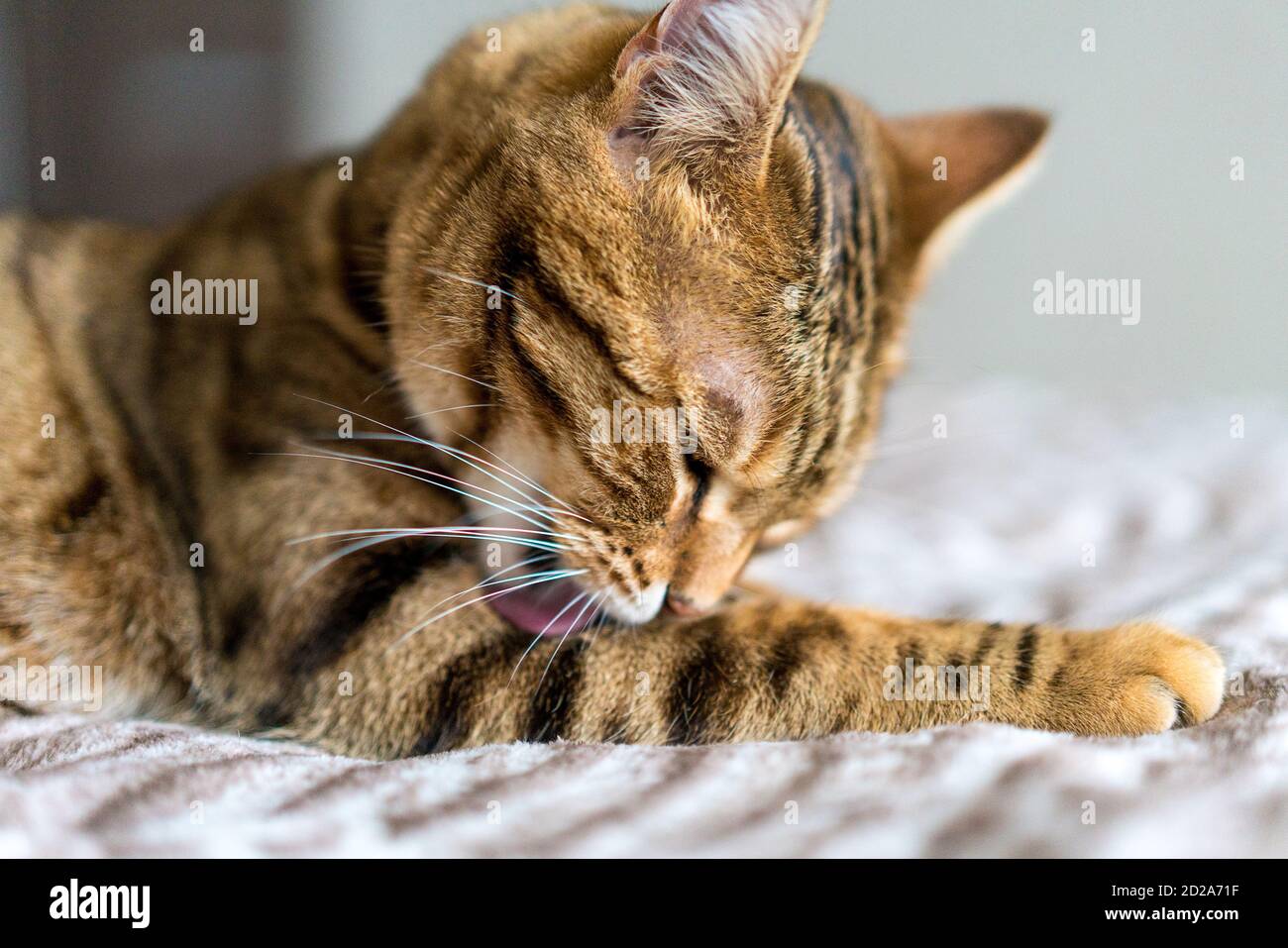 Closeup of a cute Bengal cat lying on a bed under the lights Stock ...