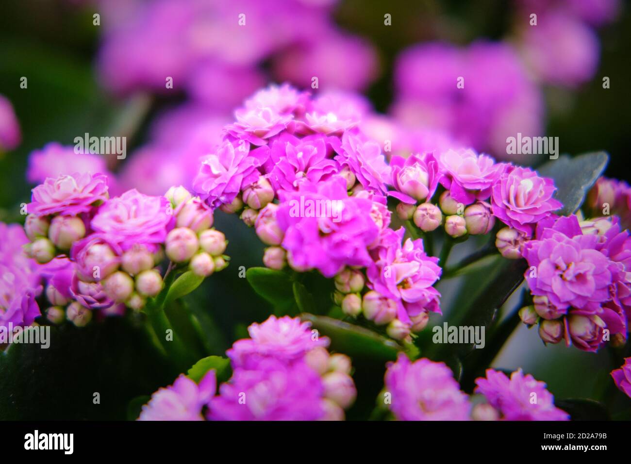 Kalanchoe Blossfeldiana Exotic Succulent Florist Kalanchoe Christmas Kalanchoe Flaming Katy Madagascar Widow S Thrill Gardening Plants Home Hobby Vadel Com