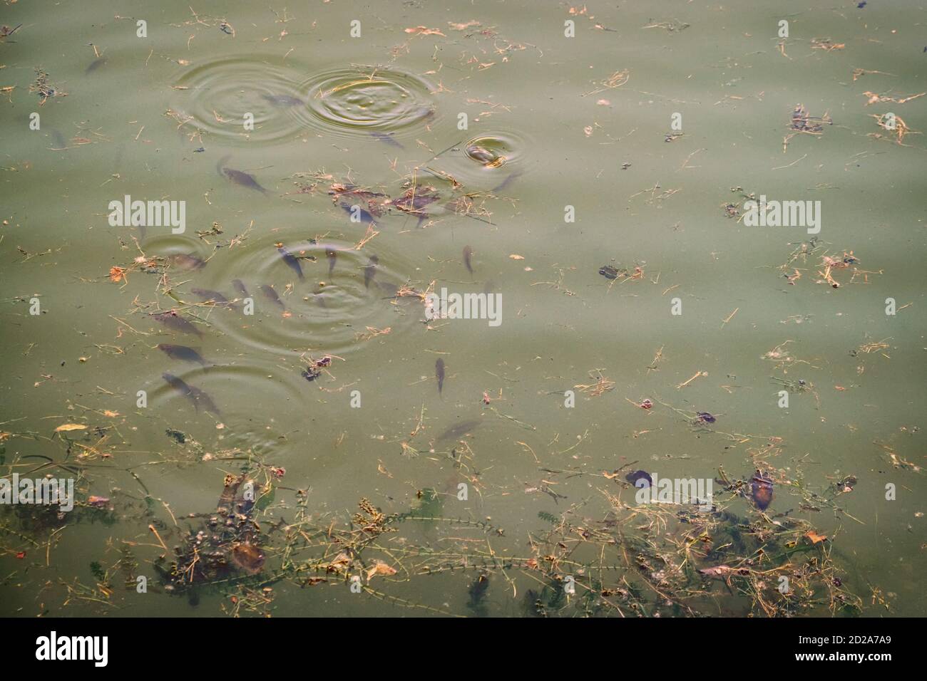 Fish swim near the surface in a dirty pond. Carp are looking for food of the muddy green water. Stock Photo