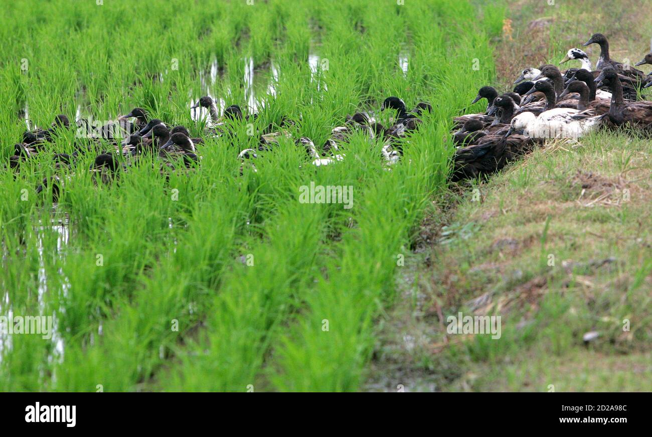 A Group Of Khaki Campbell Ducks Go Into The Padi Fields To Look For Golden Apple Snails In Alor Sekawan Village In Northern Malaysian State Of Kedah December 17 08 Instead Of