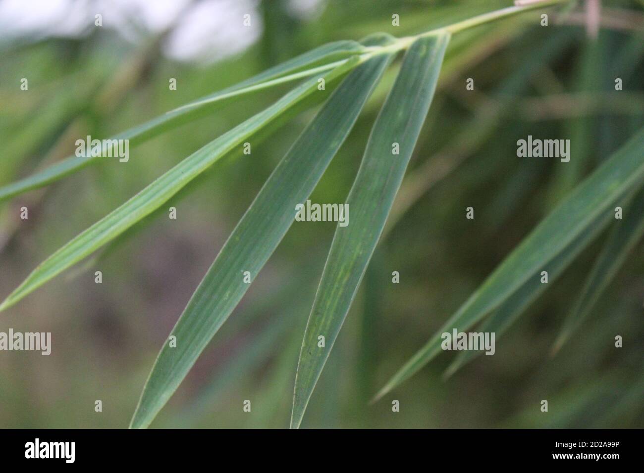 Closeup shot of the green leaves of the plant in the garden Stock Photo ...
