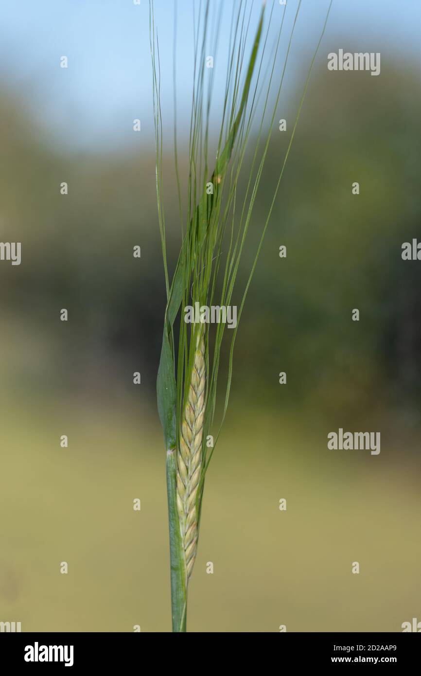 Macro shot of an ear of barley (hordeum vulgare) Stock Photo