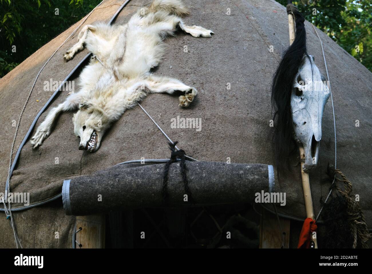 Wolf on the roof of a nomadic dwelling. Cow skull and hide of a dead wolf with a head like a talisman against evil spirits. Stock Photo