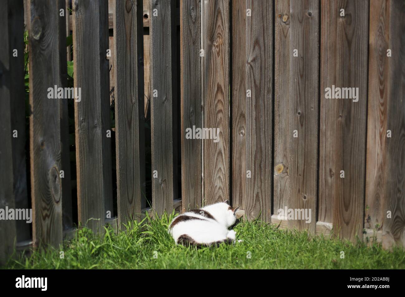 Funny Yard Hi res Stock Photography And Images Alamy funny-yard-hi-res-stock-photography-and-images-alamy