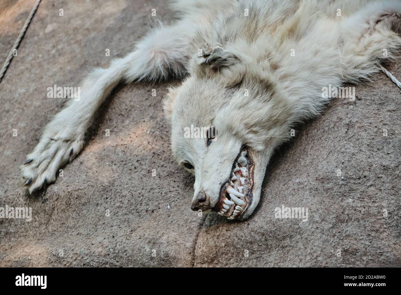 Dead white wolf skin with head and paws. Toothy predator close-up Stock  Photo - Alamy