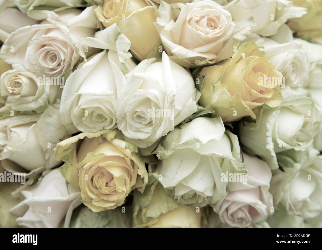 fresh natural white roses colorful bouquet background Stock Photo Alamy