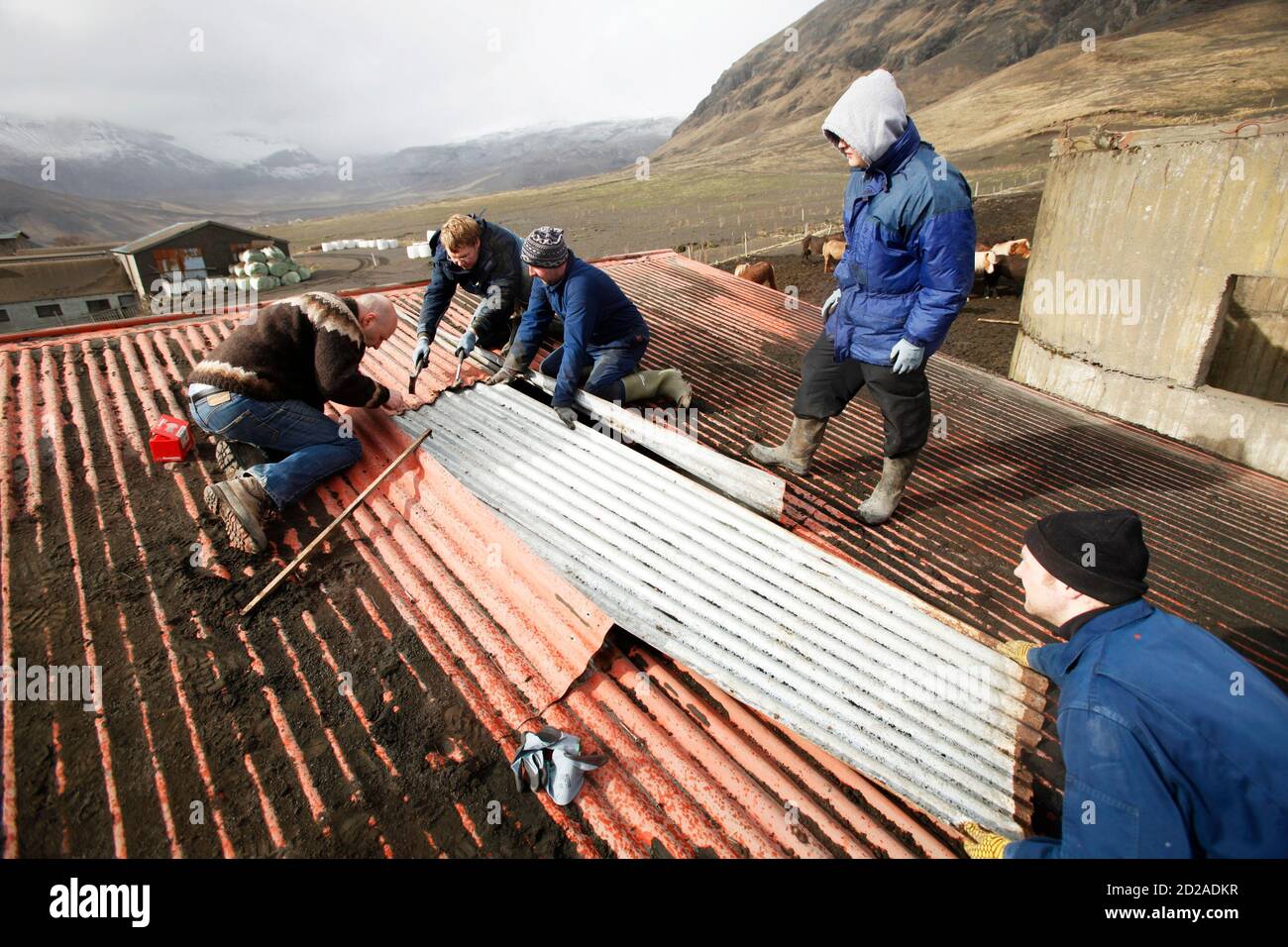 Farmers (from L to R) Hans Thorvaldsson, Benedikt Eythorsson, Bjarni Thorvaldsson, Thorgrimur Bjarnason, and Arni Bjarnasson repair a hole on a barn roof as they work to clean off volcanic ash that has accumulated from an erupting volcano near Eyjafjallajokull April 18, 2010. REUTERS/Lucas Jackson (ICELAND - Tags: DISASTER ENVIRONMENT) Stock Photo