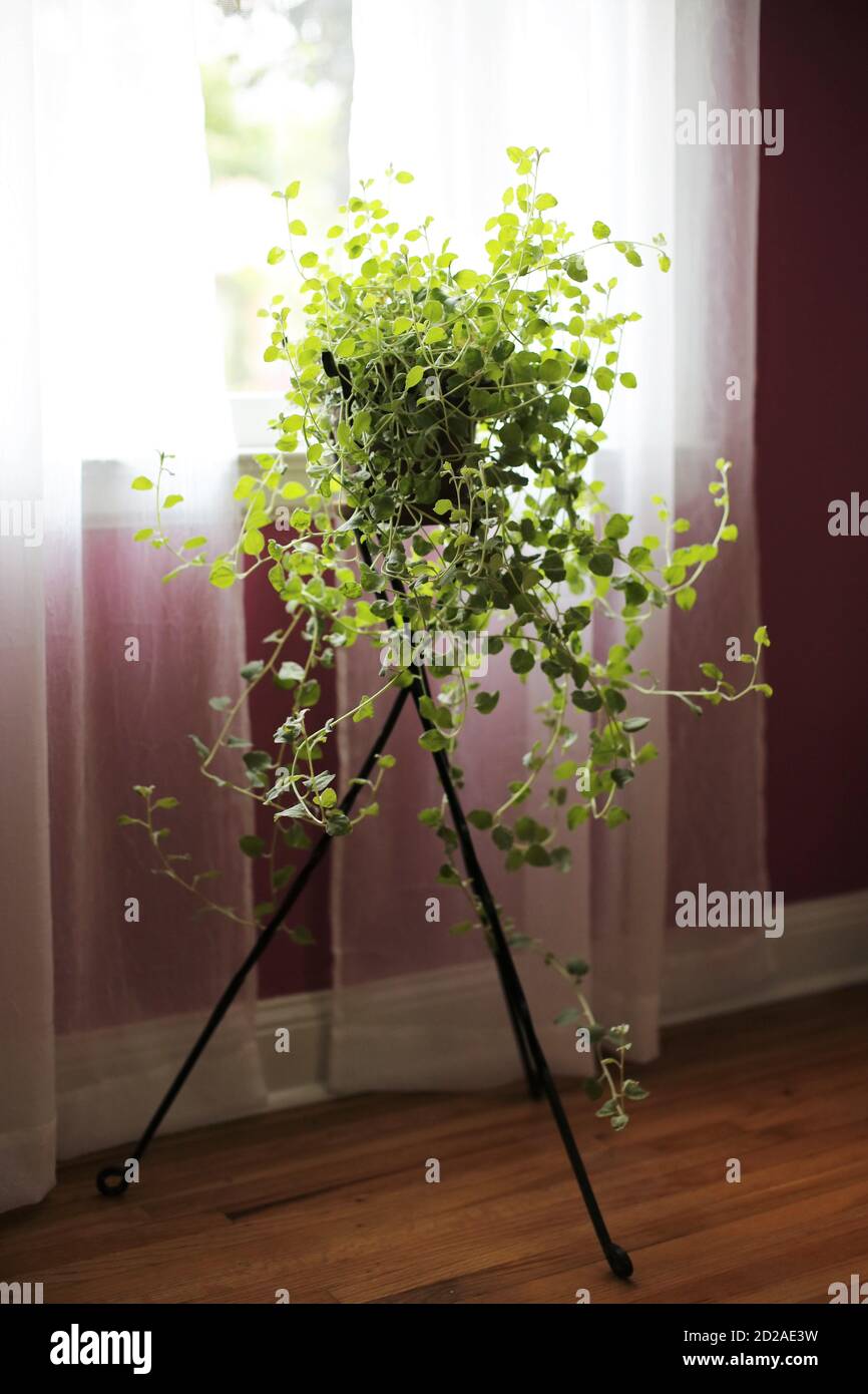 Licorice plant hires stock photography and images Alamy