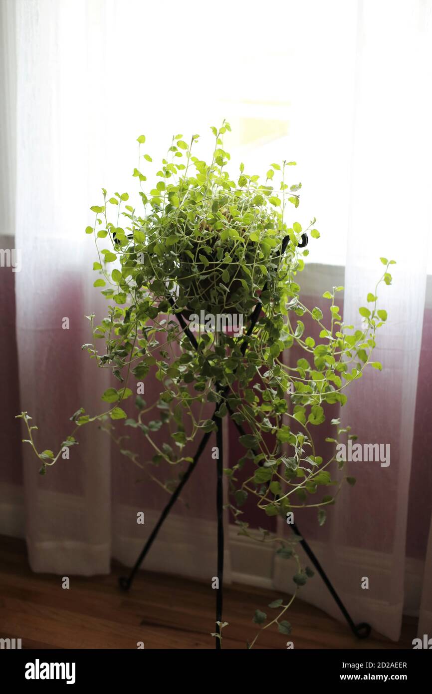 Licorice Plant High Resolution Stock Photography and Images Alamy