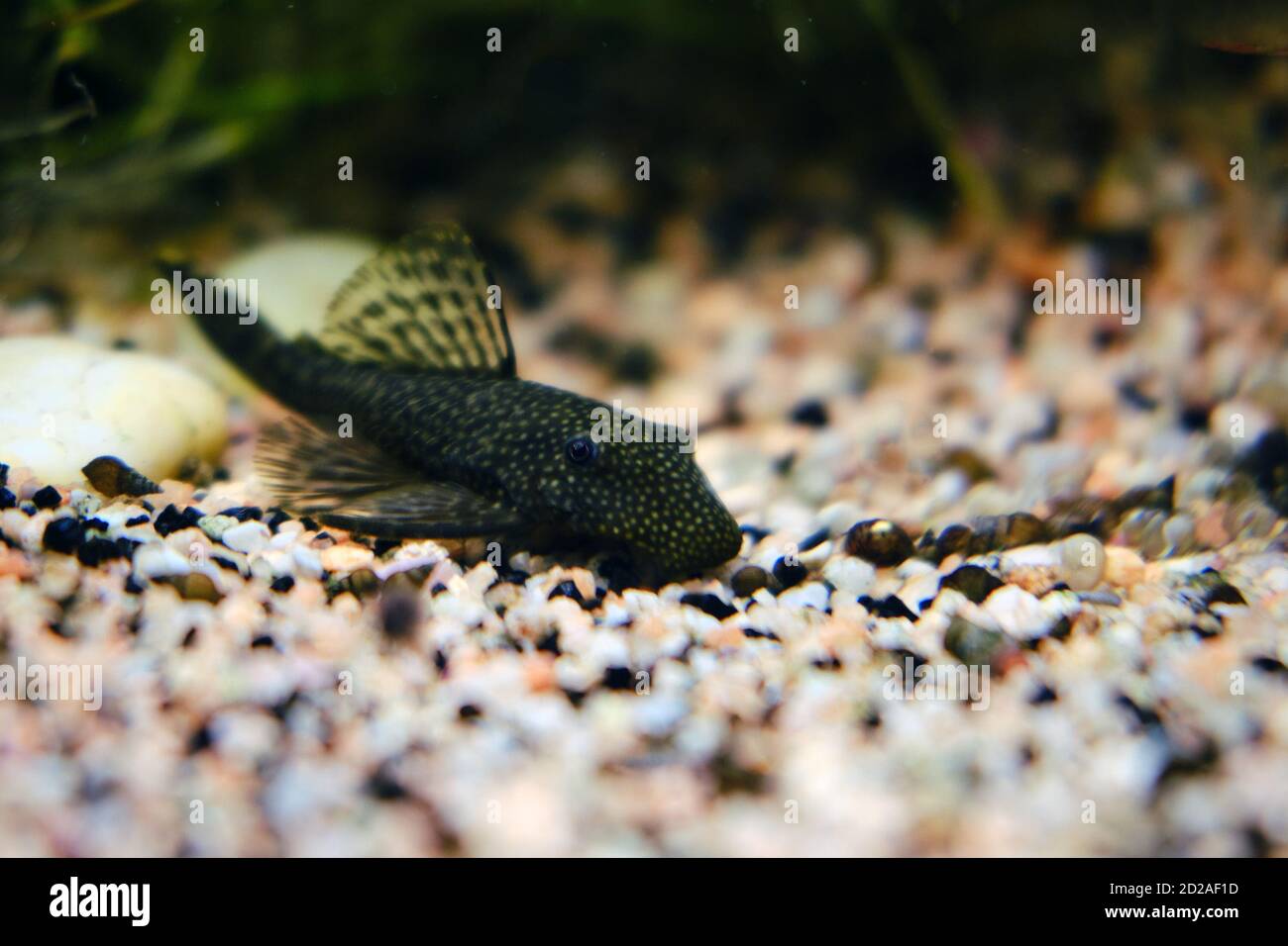 Catfish lying at the bottom of the aquarium of small stones, close-up Stock Photo