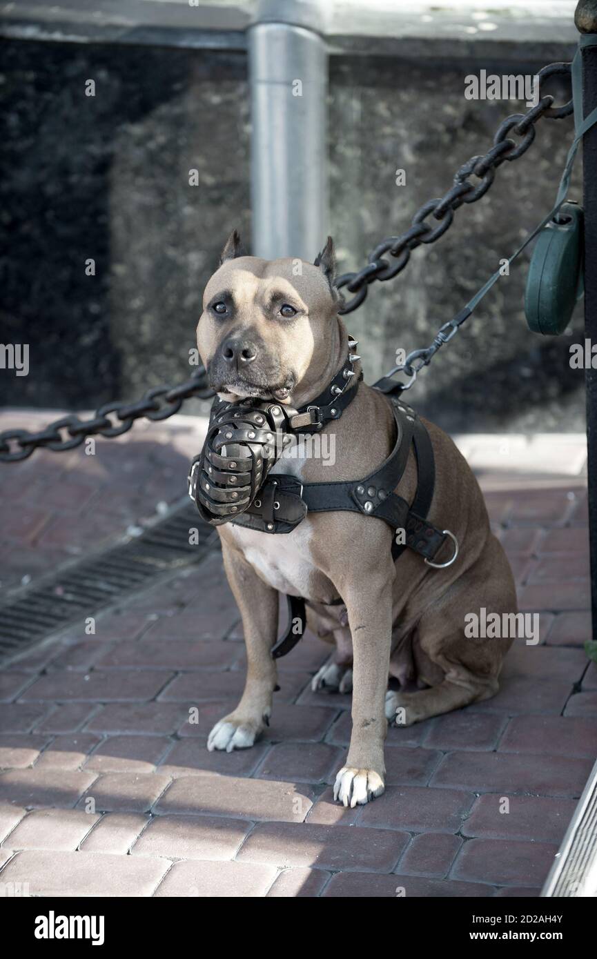 American pitbull terrier pedigree top