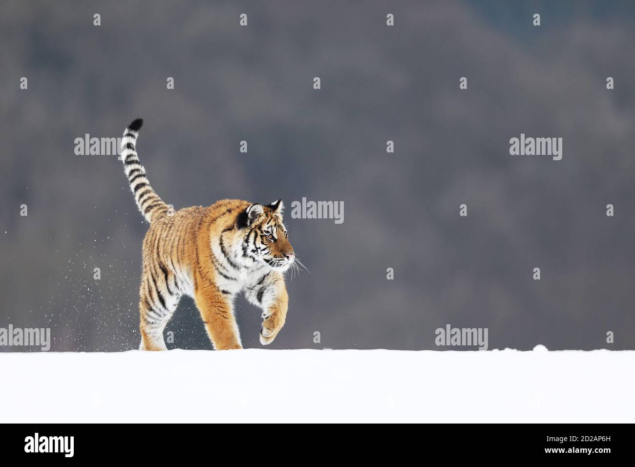 Siberian Tiger walk on snow. Beautiful, dynamic and powerful animal. Typical winter environment. Taiga russia. Panthera tigris altaica Stock Photo