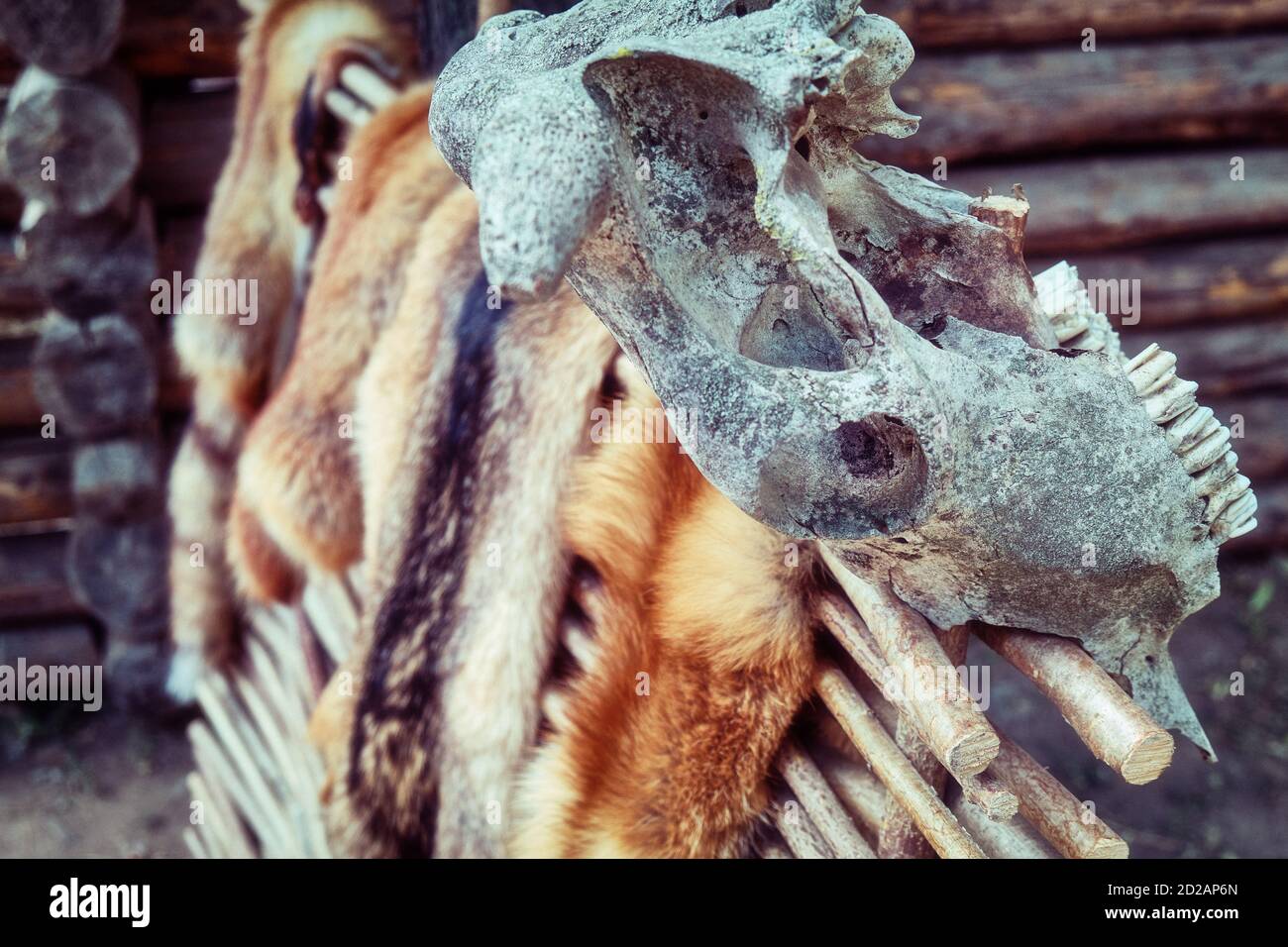 Countryside wattle on which hunters dry tanned skins. Animal skins on the fence and skulls with horns. Stock Photo