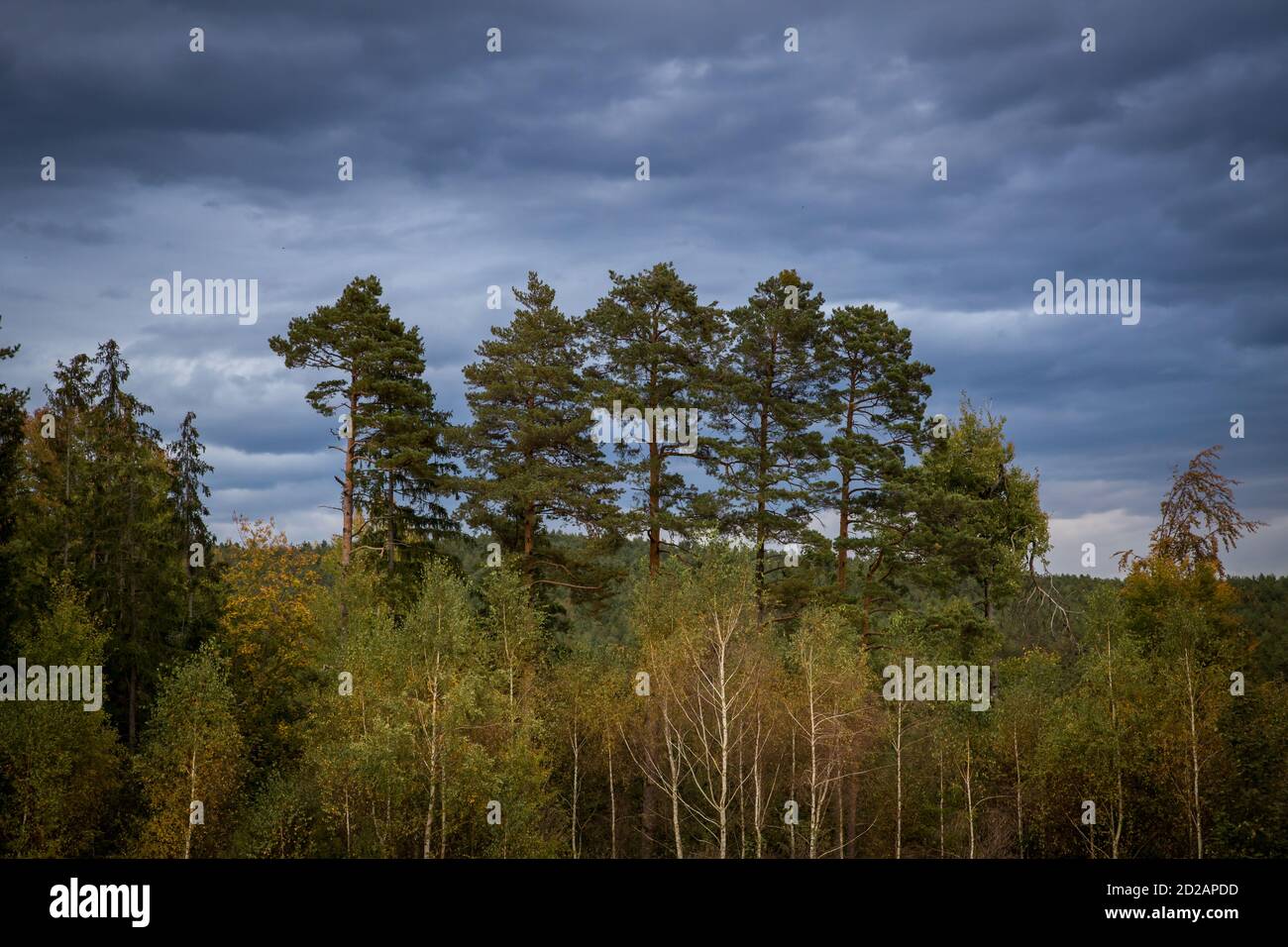 Conifer forest in the Waldviertel, Austria on a cloudy autumn day Stock Photo