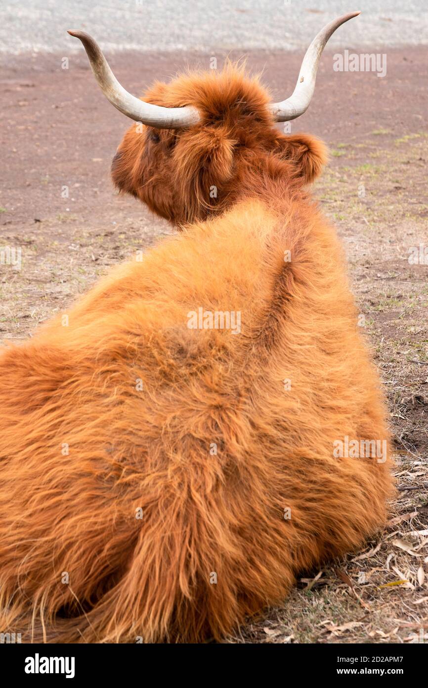 Horned Highland Cow with wavy coat at Churchill Island Heritage Farm, Phillip Island, Victoria, Australia. Vertical image, focus on the horns Stock Photo