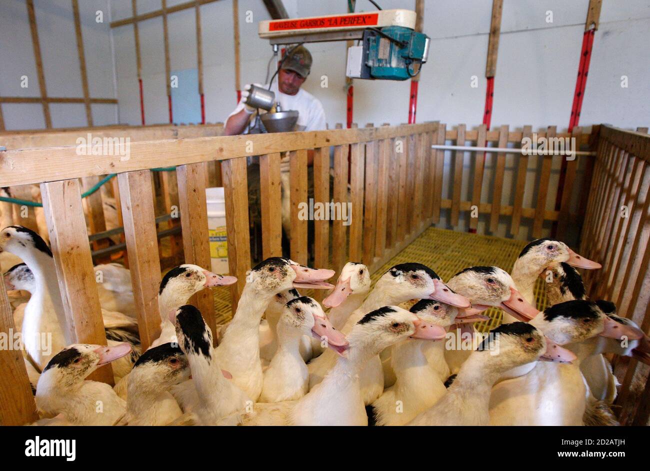 Ferme foie gras hires stock photography and images Alamy