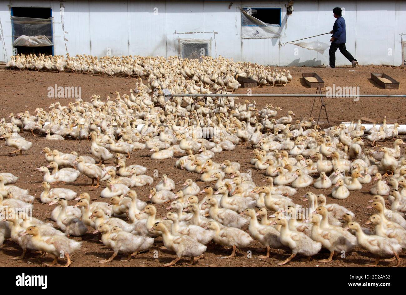 A worker leads ducks out of their shelter at a duck farm for the production  of foie gras, meaning 'fatty liver' in French, in the town of Yanqing,  located 70 kilometres north-west