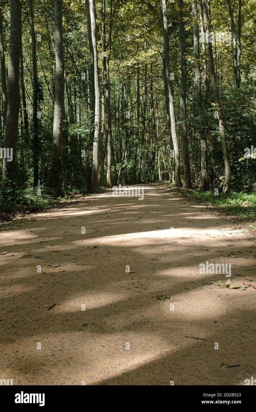 Gravel sand path on a green forest landscape Stock Photo