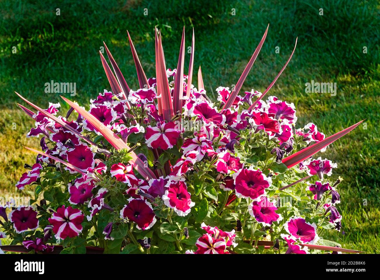 Spikes of leaves on perennial red cordyline australis plant in pot poking out from surround of a colourful display of annual petunia garden flowers UK Stock Photo