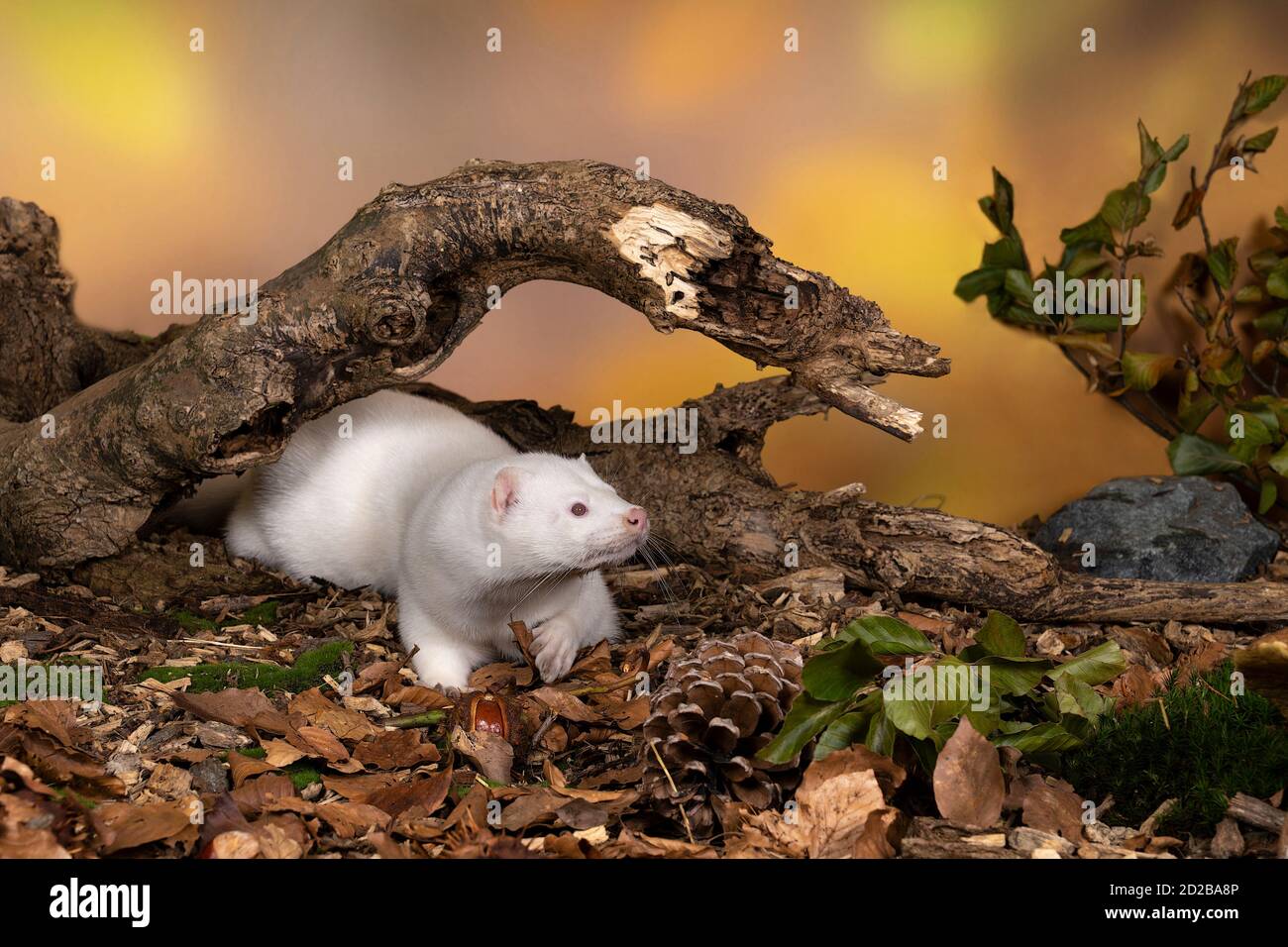 A White European mink or nerts from a fur farm in an autumn forest landscape Stock Photo