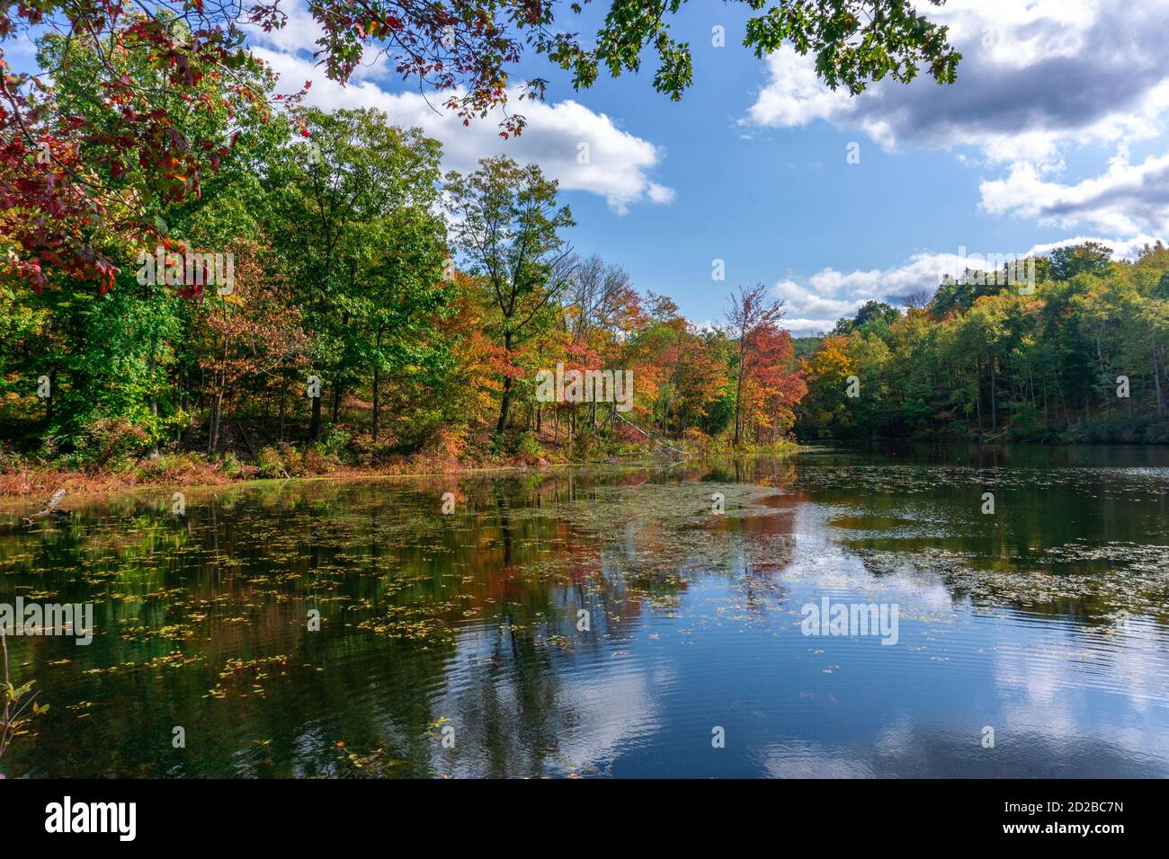 View of forest in fall season with reflection of trees in the lake ...