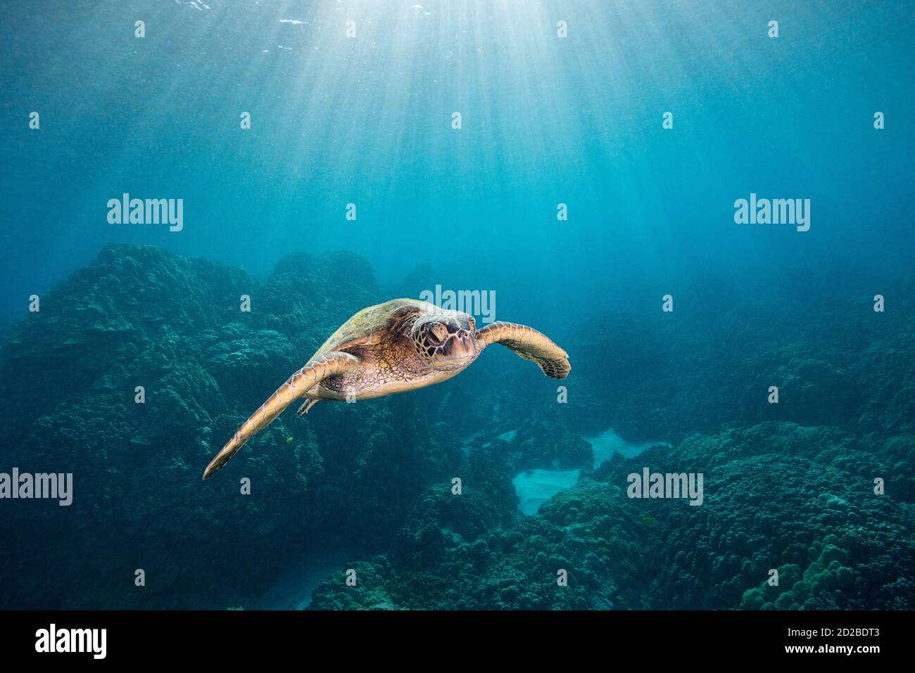 green sea turtle or honu, Chelonia mydas, swimming over coral reef, Honaunau, South Kona, Hawaii, USA ( Central Pacific Ocean ) Stock Photo
