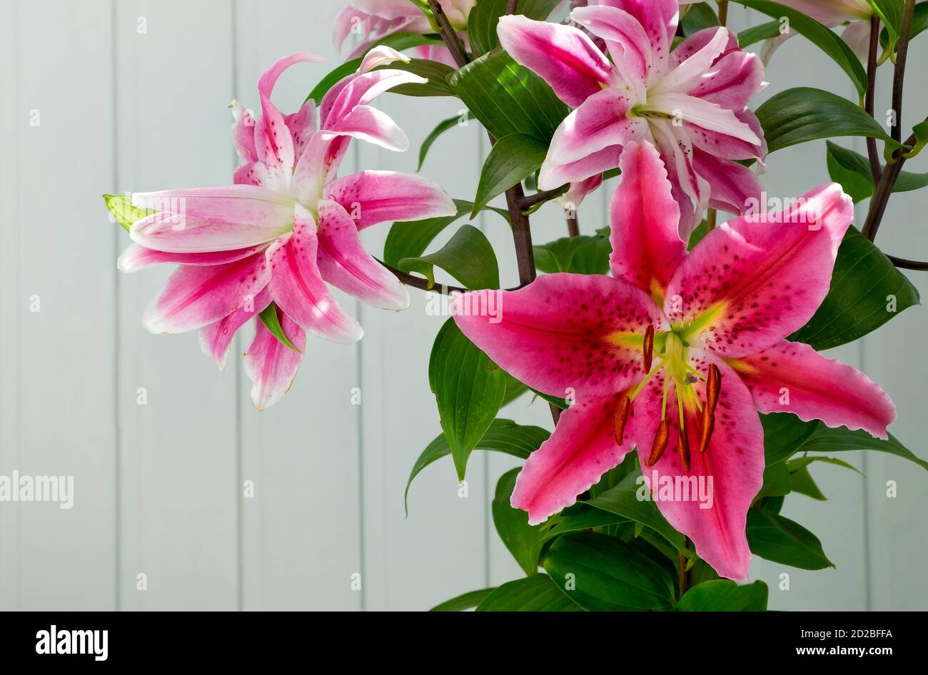 TÌNH YÊU CÂY CỎ ĐV 9 - Page 91 Beautiful-pink-lily-flowers-on-a-blue-background-2D2BFFA