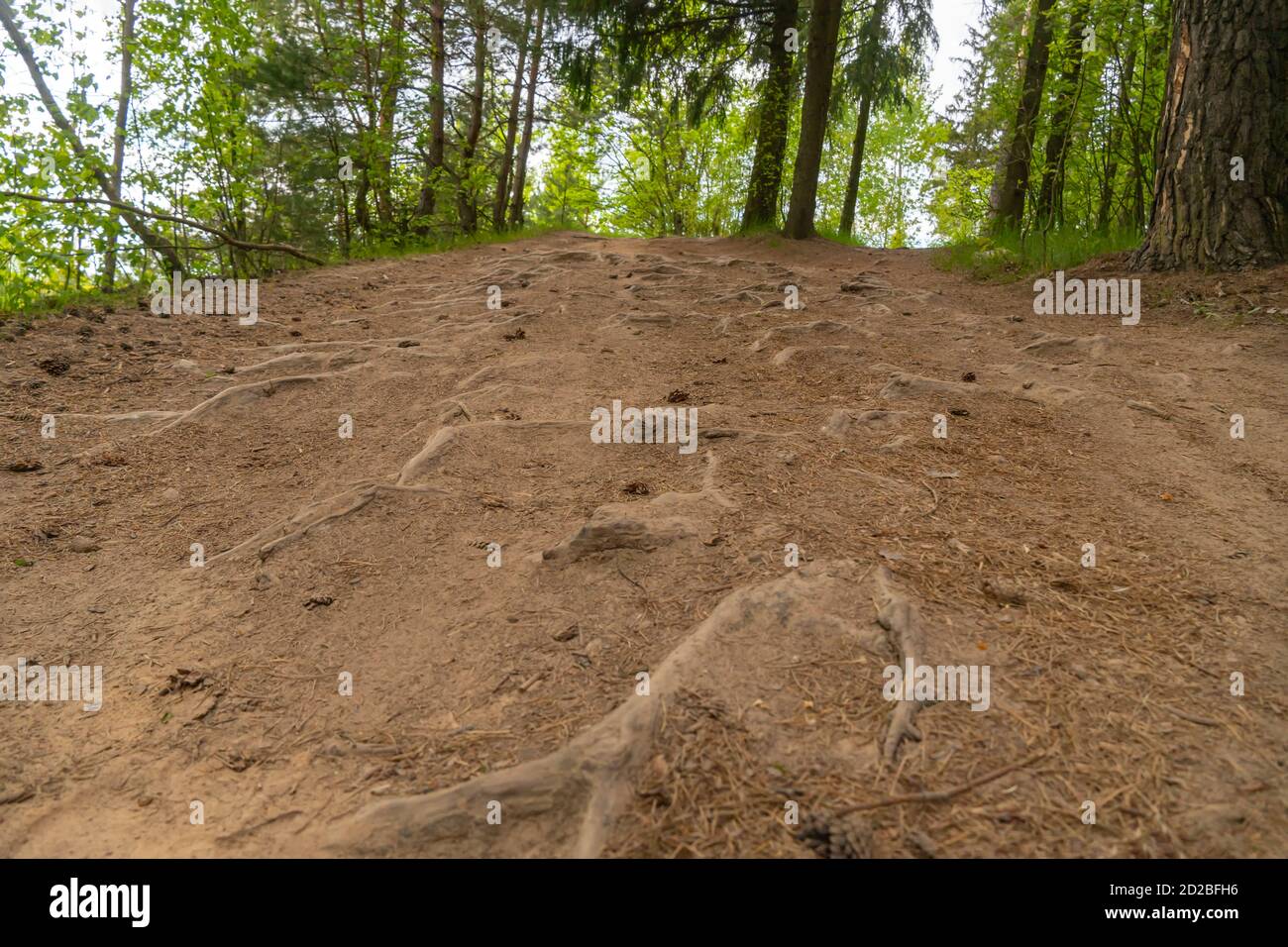 Colorful roots hi-res stock photography and images - Alamy